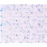 PS-42 Square Tiles,3/16"